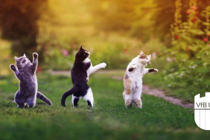 Tanzsport im Sommer …